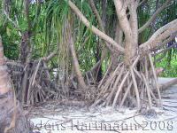 Schraubenbaum (Pandanus)